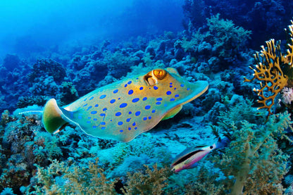 Titan Liveaboard