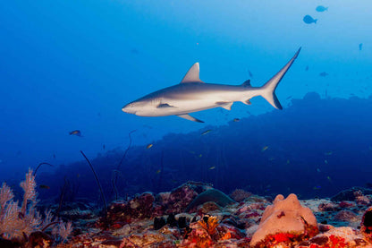 Titan Liveaboard