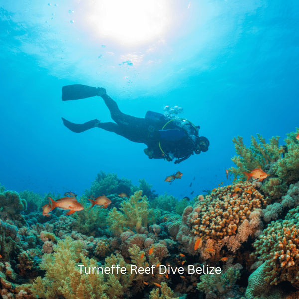Turneffe Reef Diver Belize