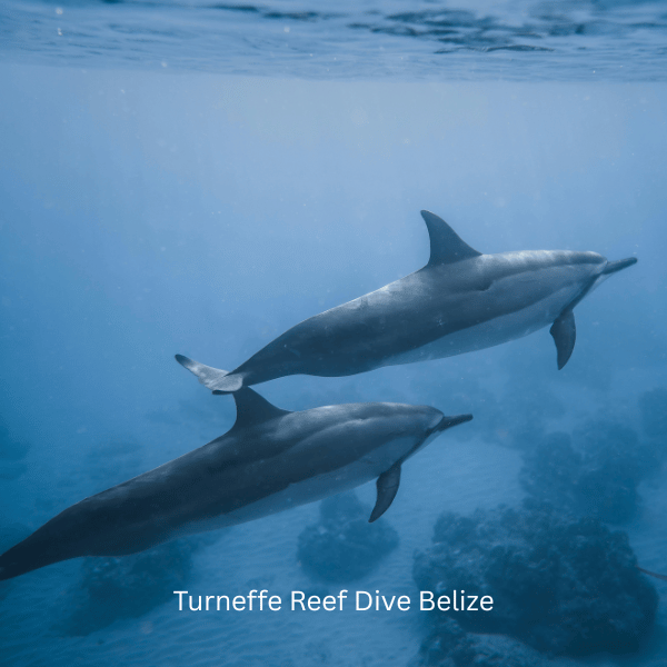 Turneffe Reef Dive Belize Dolphins