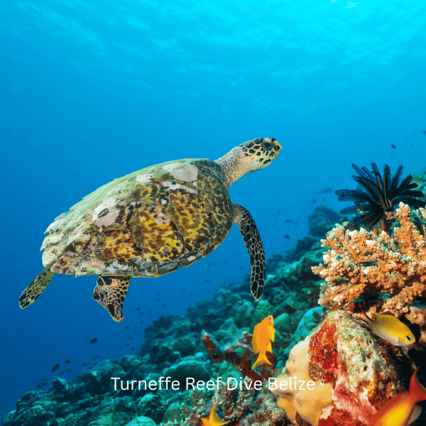 Turneffe Reef Dive Belize - Turtle