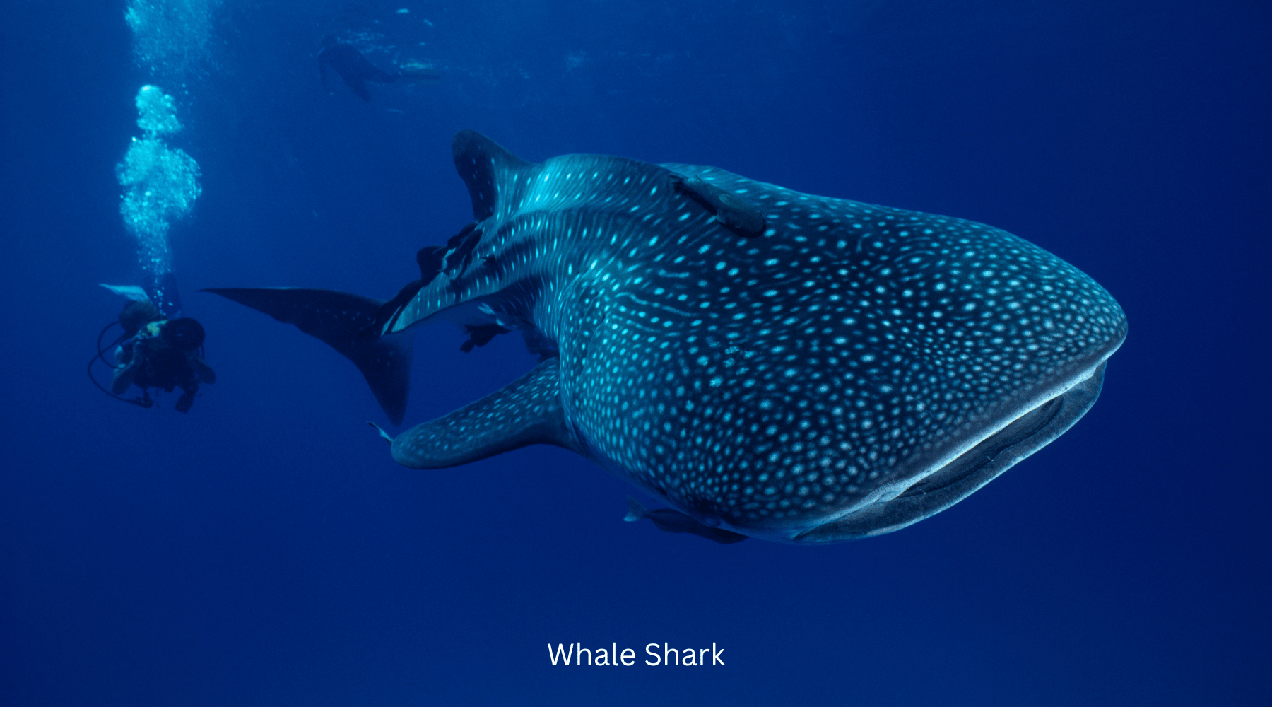 Whale sharks marine creature