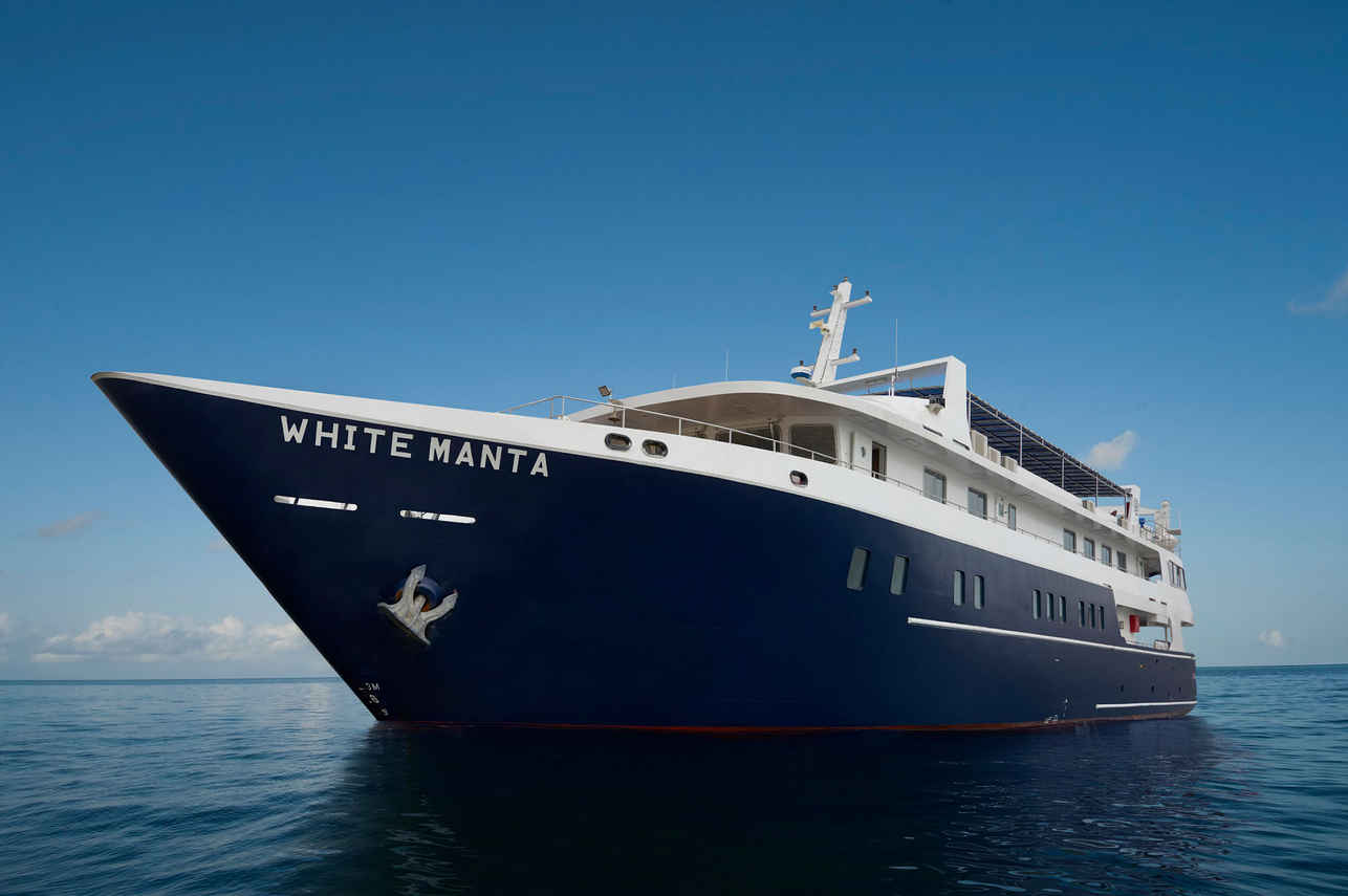 White Manta Image