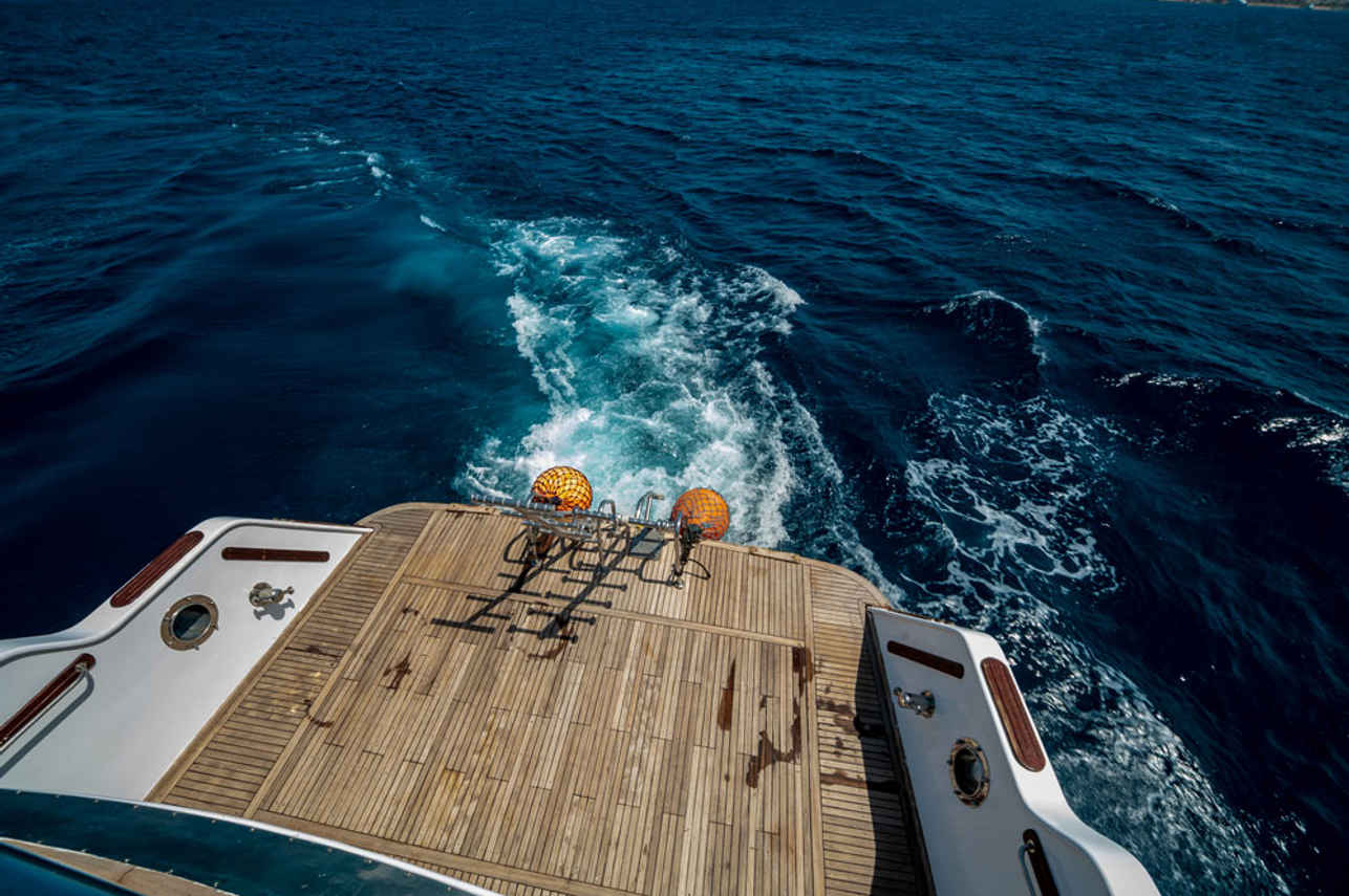 Golden Dolphin Image
