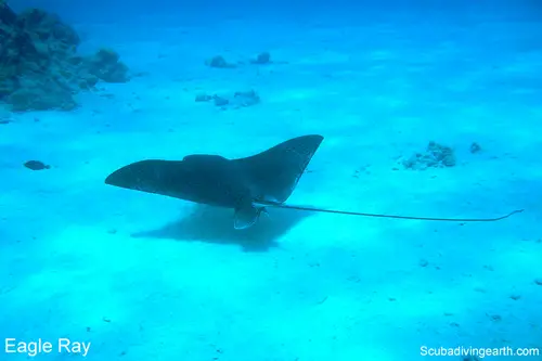 Eagle Ray lives on the Great Barrier Reef