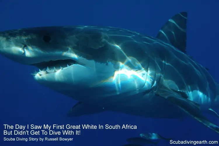 Great white shark story - The day I saw my first great white shark in South Africa
