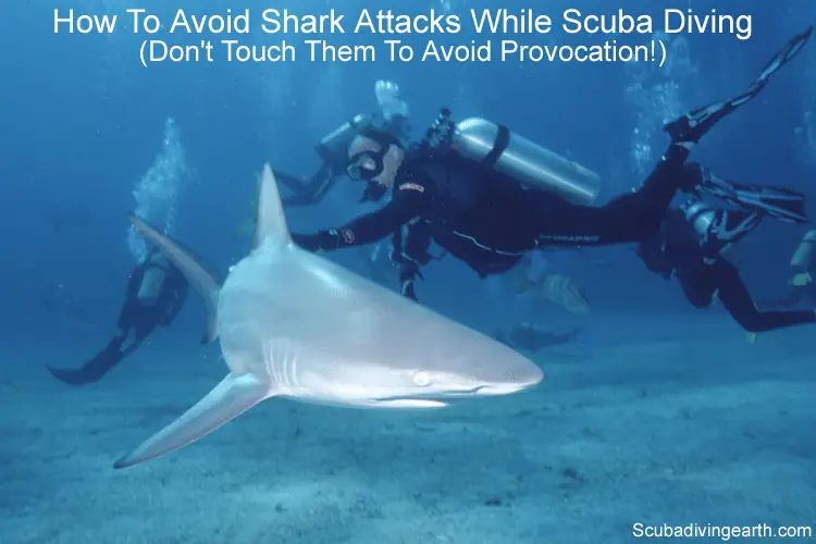 How to avoid shark attacks while scuba diving