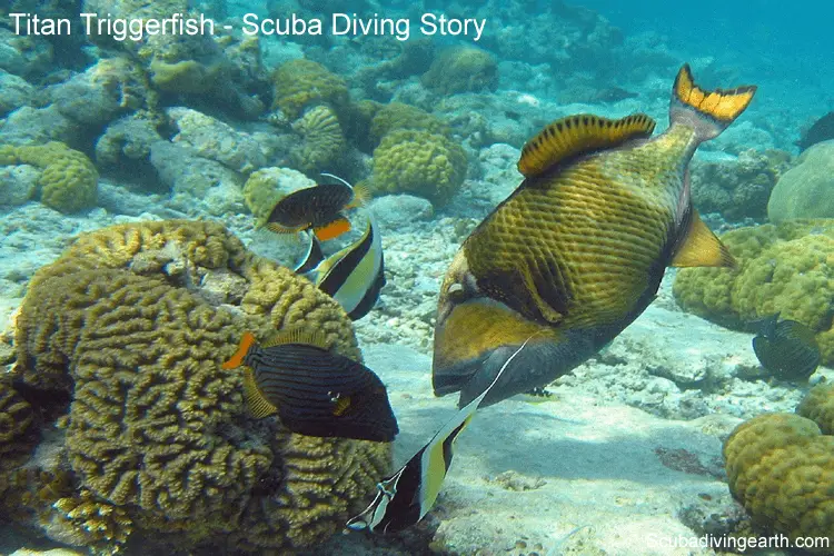 Titan Triggerfish - Scuba diving story of the Titan Triggerfish breeding season