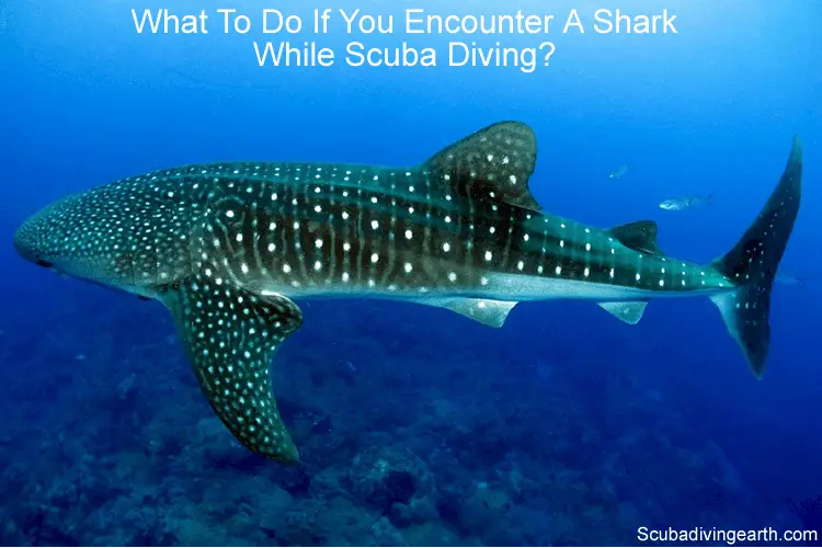 What to do if you encounter a shark while scuba diving