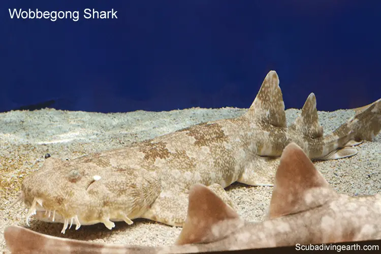 Wobbegong shark lives on the Great Barrier Reef