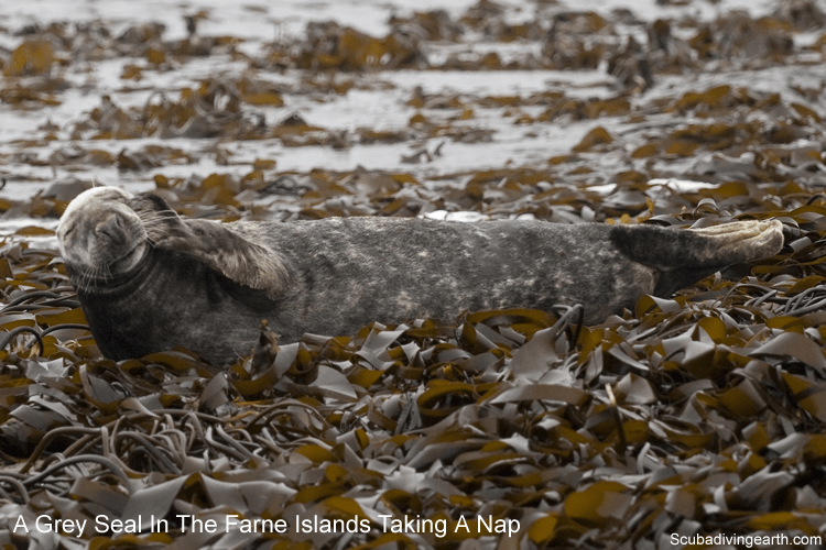 Farne Islands diving - Grey seal in the Farne Islands taking a nap on the kelp