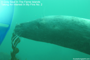Grey seal in the Farne Islands taking an interest in scuba diving fins no 2