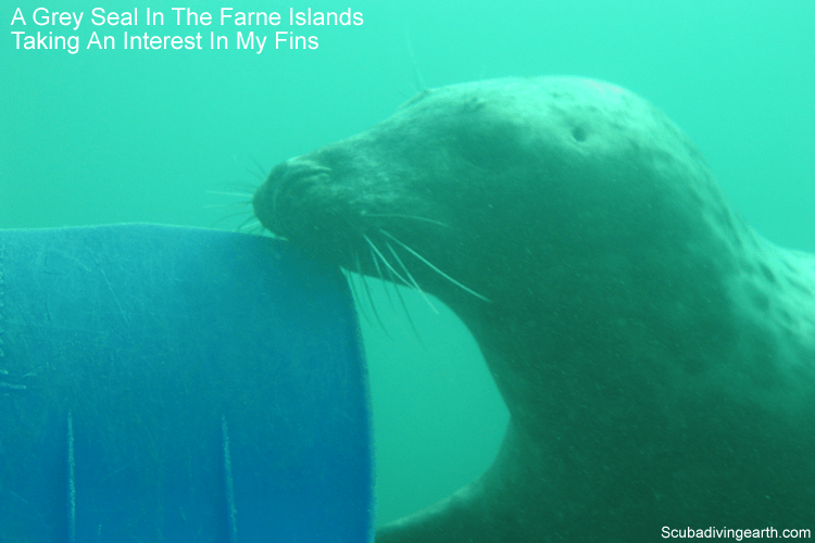 Farne Islands diving with a Grey seal interest in scuba diving fins