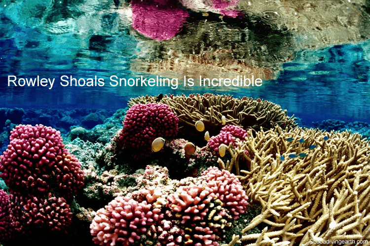 Rowley Shoals snorkeling is incredible