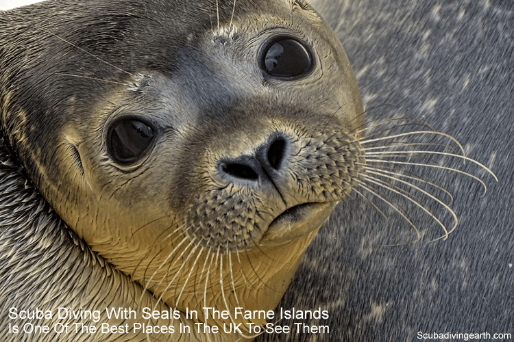 Scuba diving with seals in the Farne Islands is one of the best places in the UK to see them