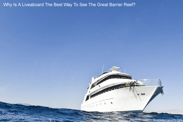 Minke Whale liveaboard - Why is a liveaboard the best way to see the Great Barrier Reef