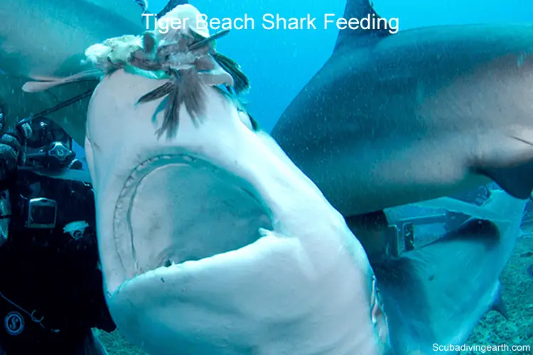 Bahamas Tiger Shark Diving Liveaboard -Tiger Beach shark feeding