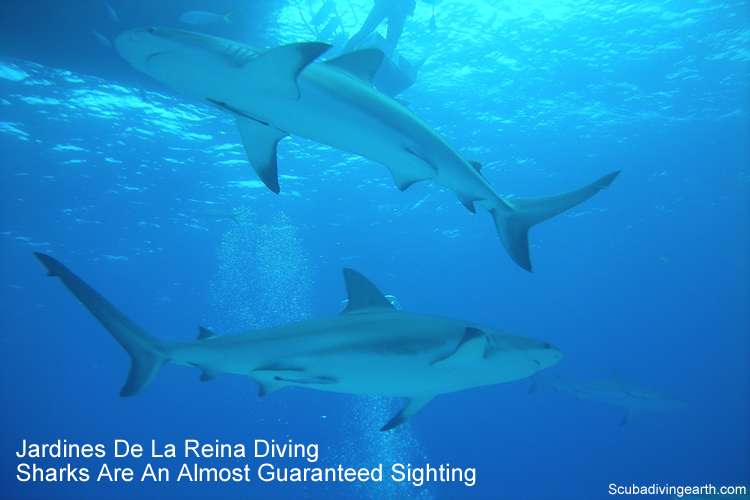 Jardines De La Reina Diving Sharks Are An Almost Guaranteed Sighting