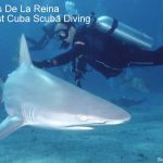 Jardines De La Reina Liveaboard (Best Cuba Scuba Diving)