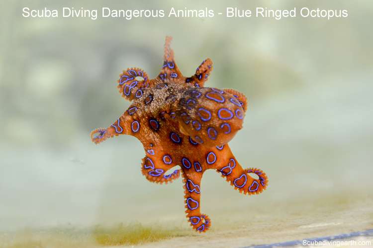 Scuba diving dangerous animals - Blue Ringed Octopus