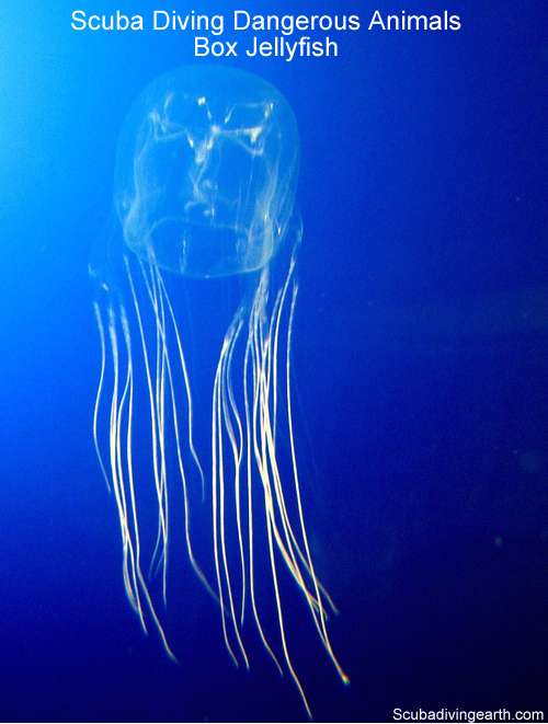 Scuba diving dangerous animals - Box Jellyfish and Portuguese Man Of War