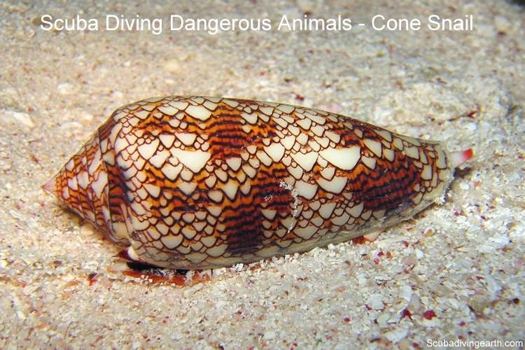 Scuba diving dangerous animals - Cone Snail