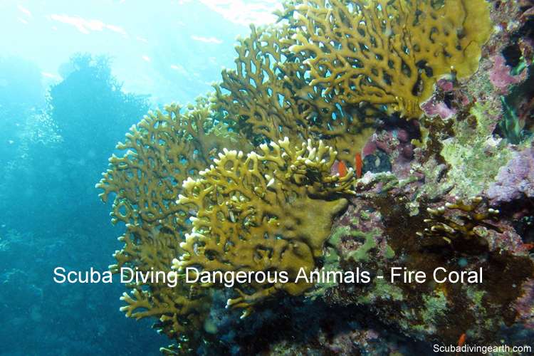 Scuba diving dangerous animals - Fire coral
