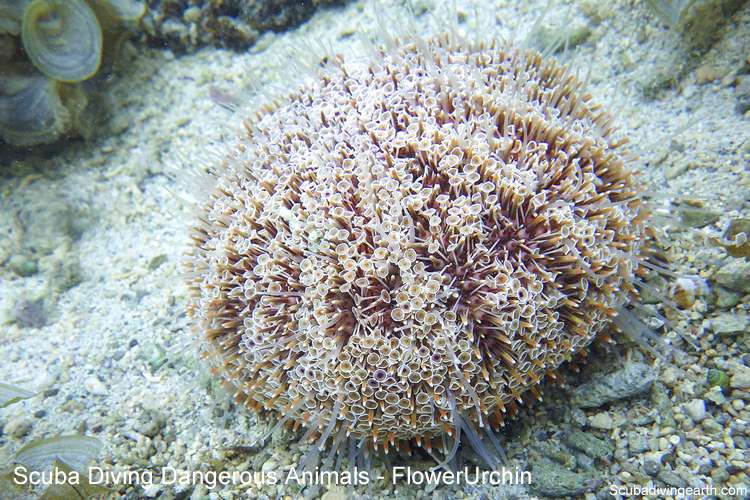 Scuba diving dangerous animals - Flower Urchin