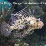 Dangerous Fish In Sharm El Sheikh - lion fish