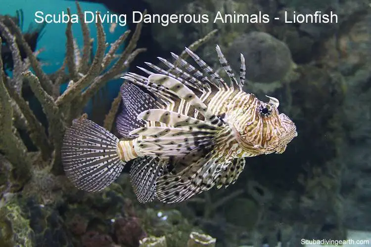 Scuba diving dangerous animals - Lionfish