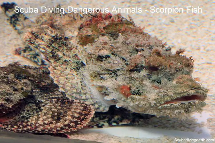 Scuba diving dangerous animals - Scorpion Fish