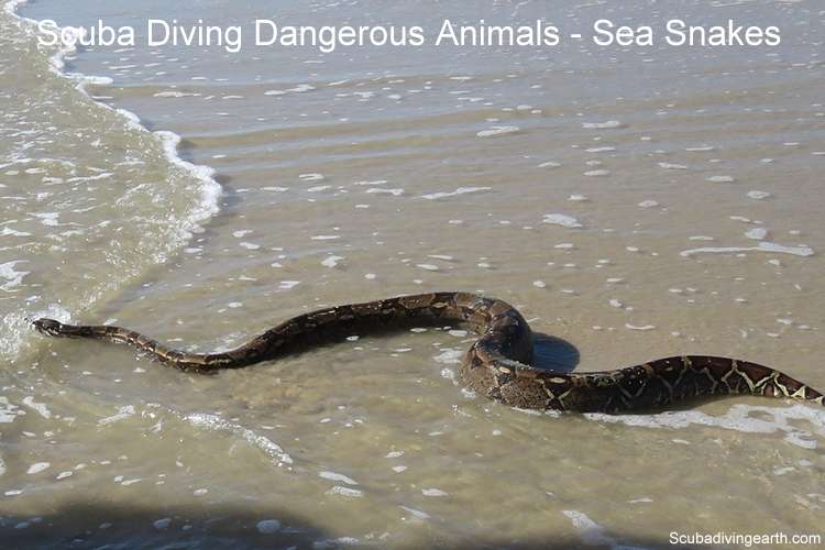 Scuba diving dangerous animals - Sea snakes