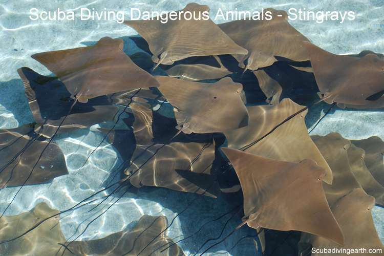 Scuba diving dangerous animals - Stingrays