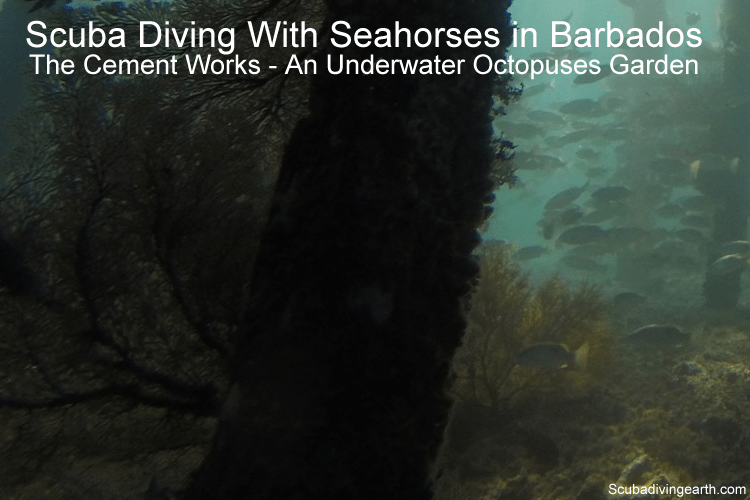 Scuba Diving With Seahorses in Barbados - The Cement Works an Octopuses Garden