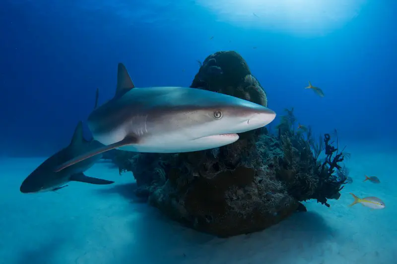 Are There Any Sharks In Belize large - reef sharks