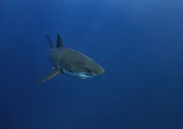 Are There Great White Sharks In The Caribbean & The Gulf of Mexico?