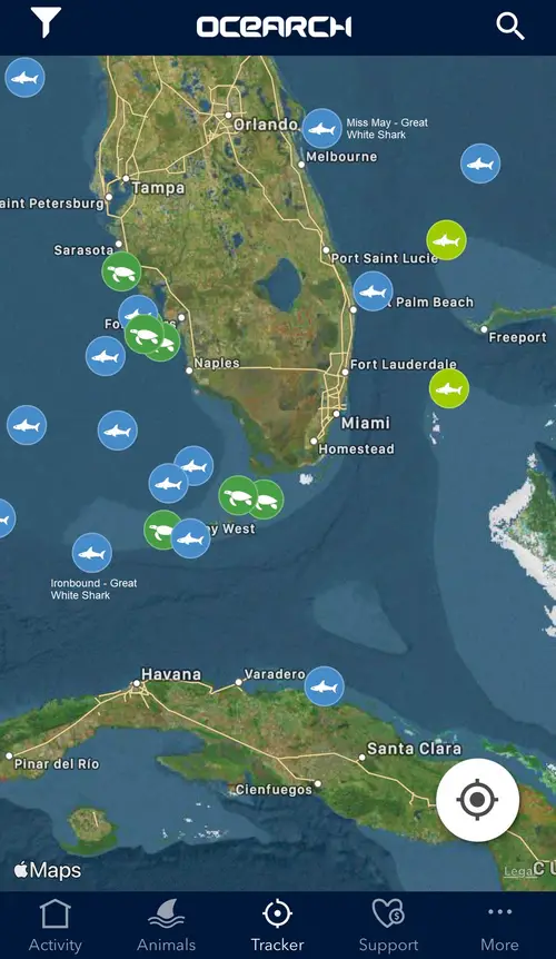 Are There Great White Sharks In The Caribbean - tracker image