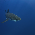 Are There Great White Sharks In The Great Barrier Reef?