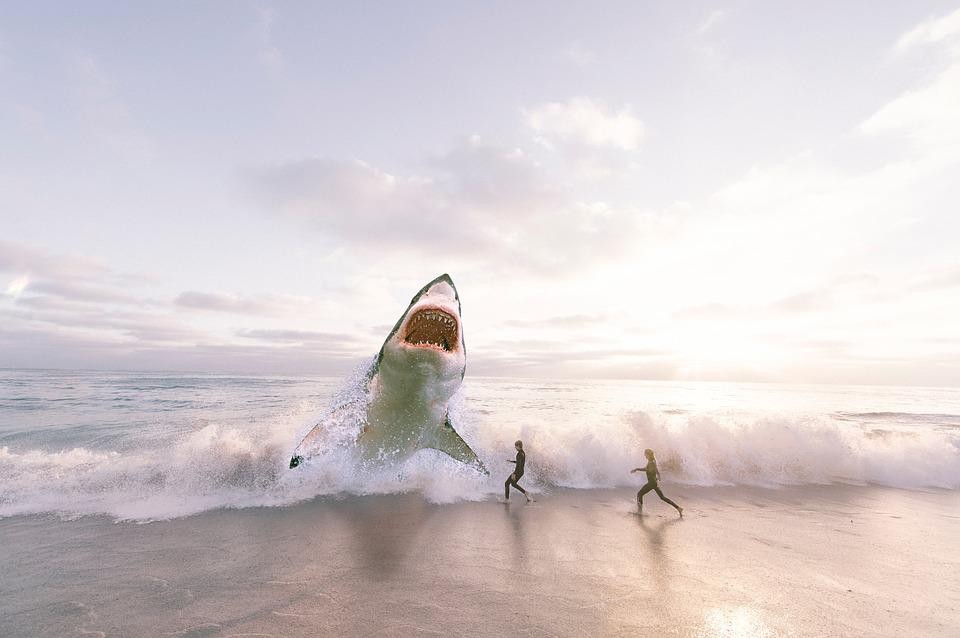 Are There Great White Sharks In The UK - great white in the surf