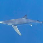 Liveaboard Diving Europe - blue shark
