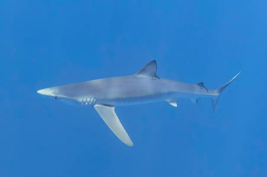 Are There Sharks Around Azores - blue shark