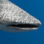 Are There Sharks in Egypt and the Red Sea - whale shark small