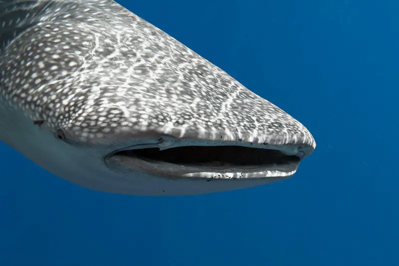 Are There Sharks in Egypt and the Red Sea - whale shark
