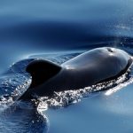 Are There Whales In Belize - Pilot whale small