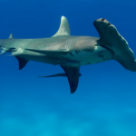Great Hammerhead Shark - Are there hammerhead sharks in Florida small