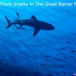 Are there sharks in the Great Barrier Reef small