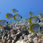 Australia Liveaboards For Single Divers (Great Barrier Reef For Single Divers)