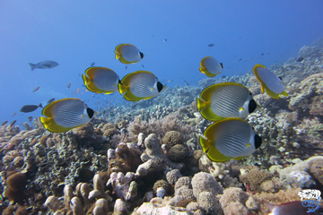 Australia liveaboards for single divers (Great Barrier Reef for single divers)