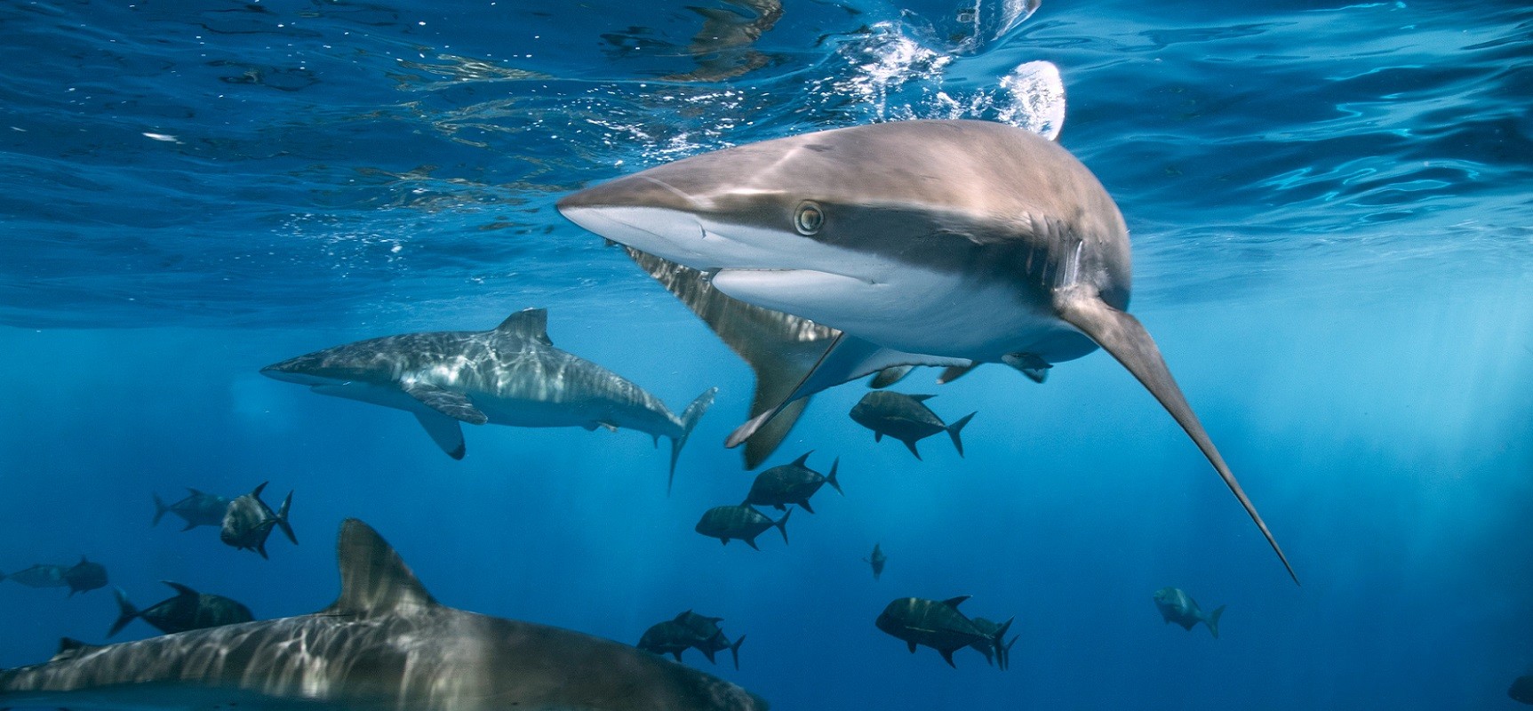 Bahamas Liveaboard Diving - grey reef sharks