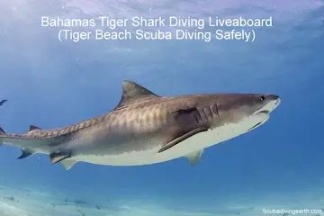 Bahamas Tiger Shark Diving Liveaboard (Tiger Beach Scuba Diving Safety)
